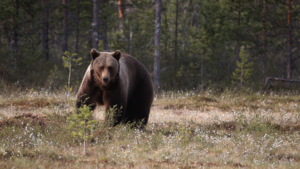 New documentary: The Superpowers of the Bear